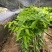 台农芒果苗高接片接价格漂亮一手货源