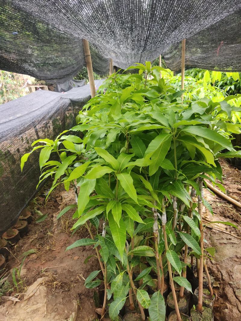 台农芒果苗高接片接价格漂亮一手货源
