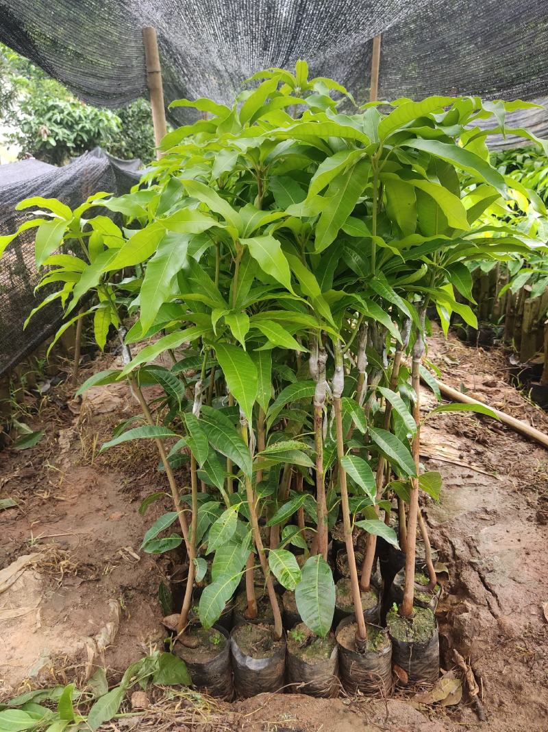 台农芒果苗高接片接价格漂亮一手货源