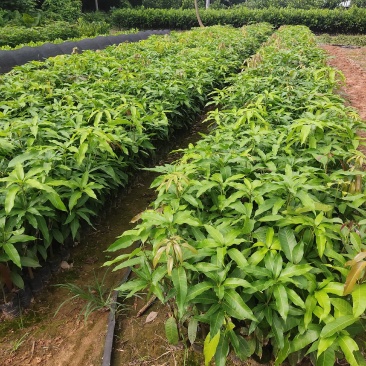 台农芒果苗高接片接价格漂亮一手货源