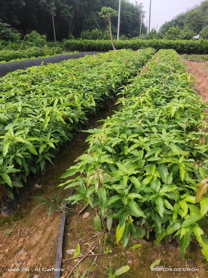 台农芒果苗高接片接价格漂亮一手货源