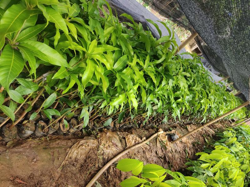 台农芒果苗高接片接价格漂亮一手货源