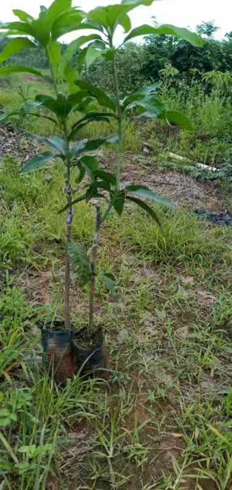 台农芒果苗高接片接价格漂亮一手货源