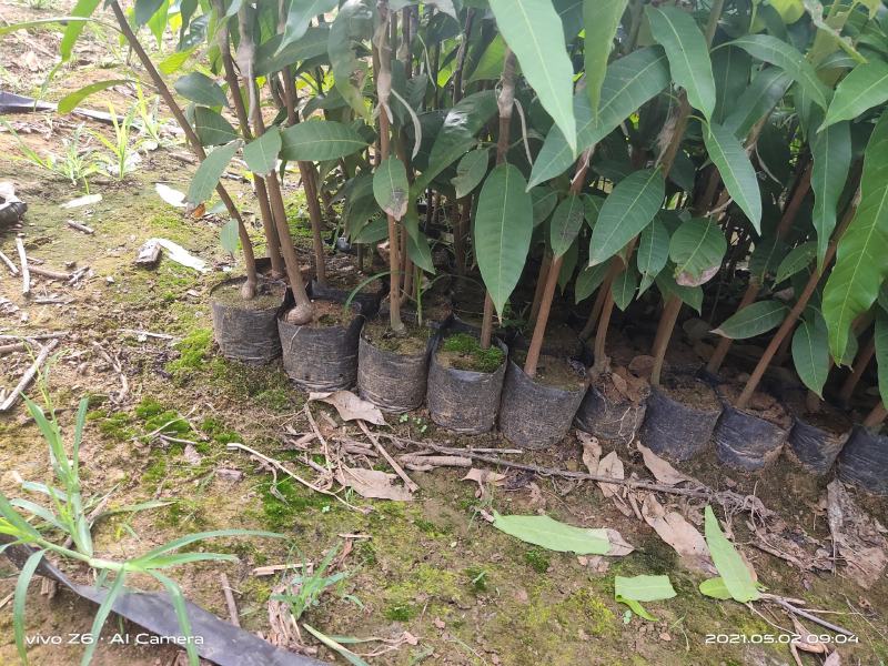 台农芒果苗高接片接价格漂亮一手货源