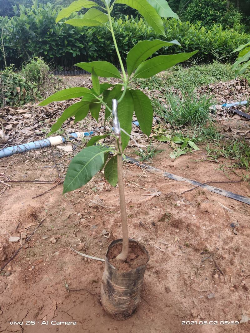 台农芒果苗高接片接价格漂亮一手货源