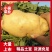 早熟白心土豆冀张薯2263两以上无虫眼无青头基货