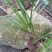 高山纯野生高海拔高含量石菖蒲天然无污染全干新货