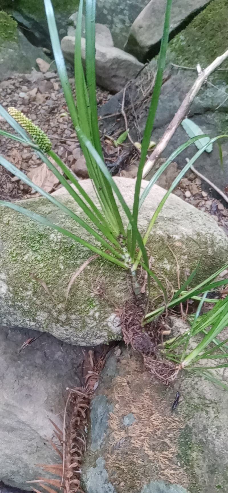 高山纯野生高海拔高含量石菖蒲天然无污染全干新货