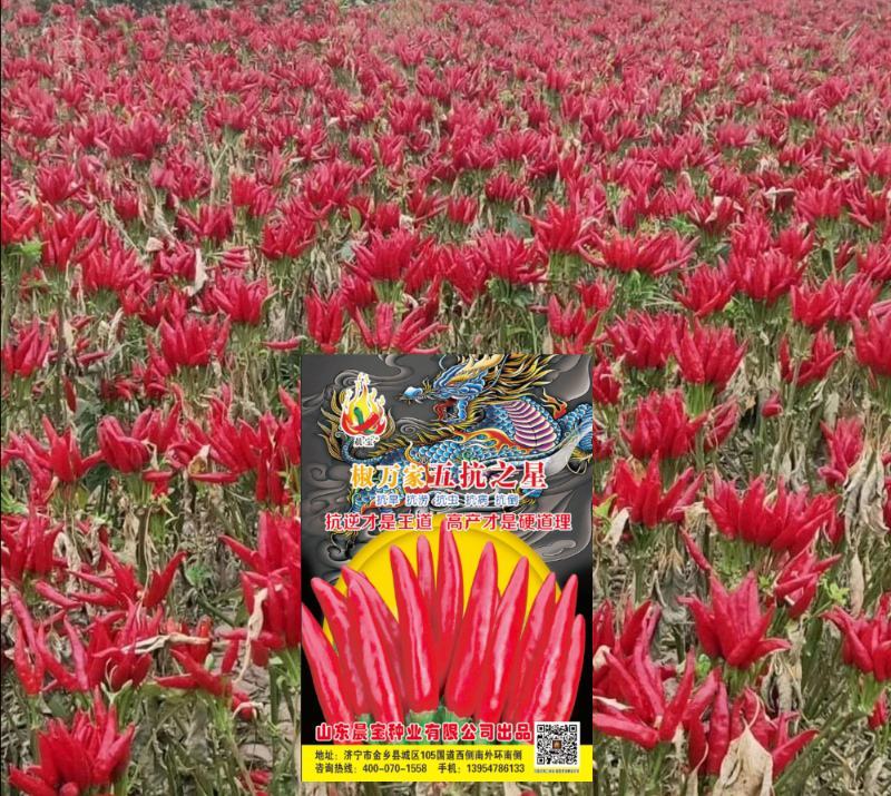 辣椒苗：晨宝种苗，品种齐全，基地直供，货发全国
