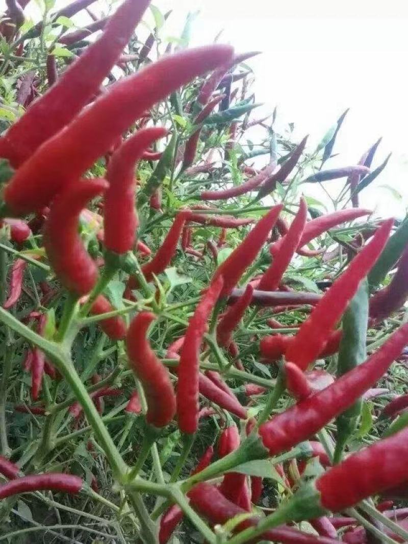 辣椒苗：晨宝种苗，品种齐全，基地直供，货发全国