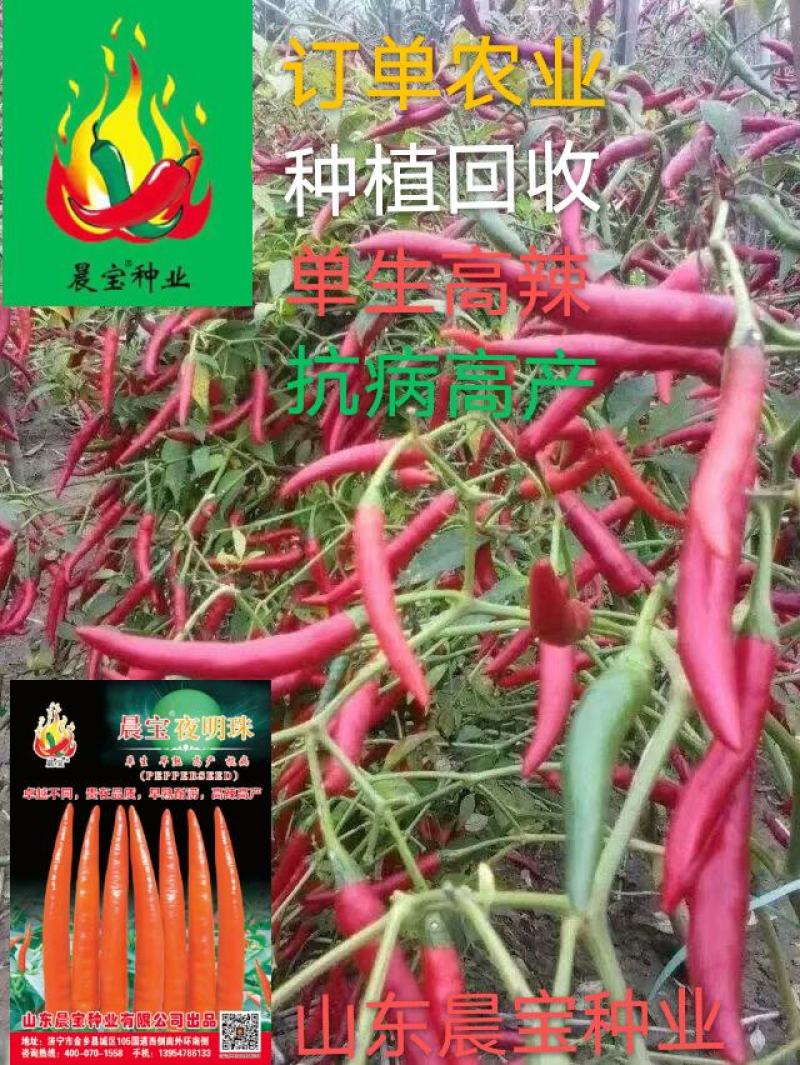 辣椒苗：晨宝种苗，品种齐全，基地直供，货发全国