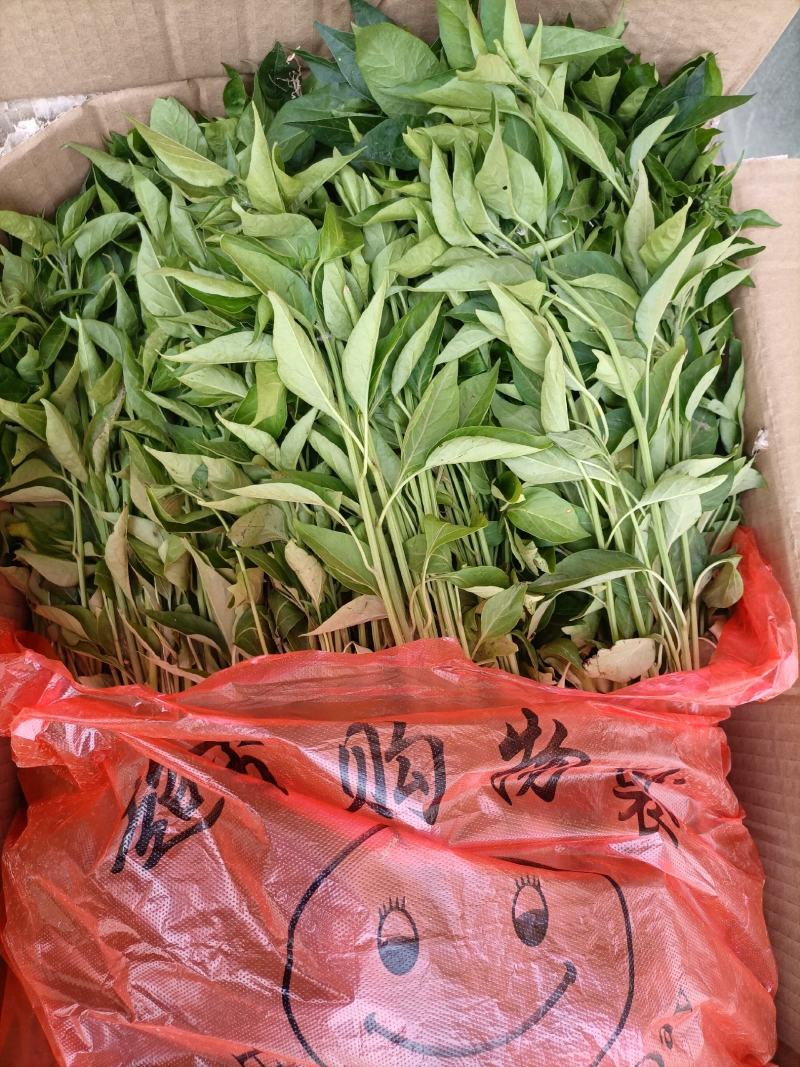 辣椒苗：晨宝种苗，品种齐全，基地直供，货发全国