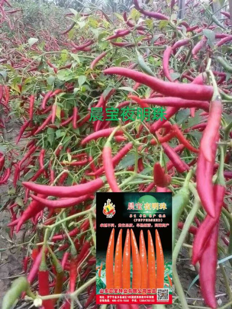 辣椒苗：晨宝种苗，品种齐全，基地直供，货发全国