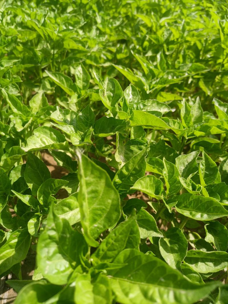 辣椒苗：晨宝种苗，品种齐全，基地直供，货发全国
