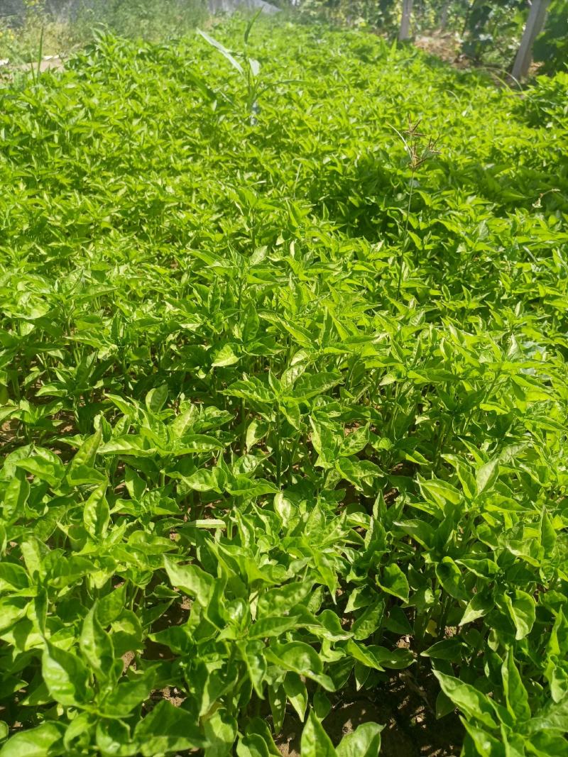 辣椒苗：晨宝种苗，品种齐全，基地直供，货发全国