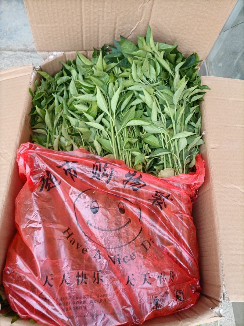 辣椒苗：晨宝种苗，品种齐全，基地直供，货发全国