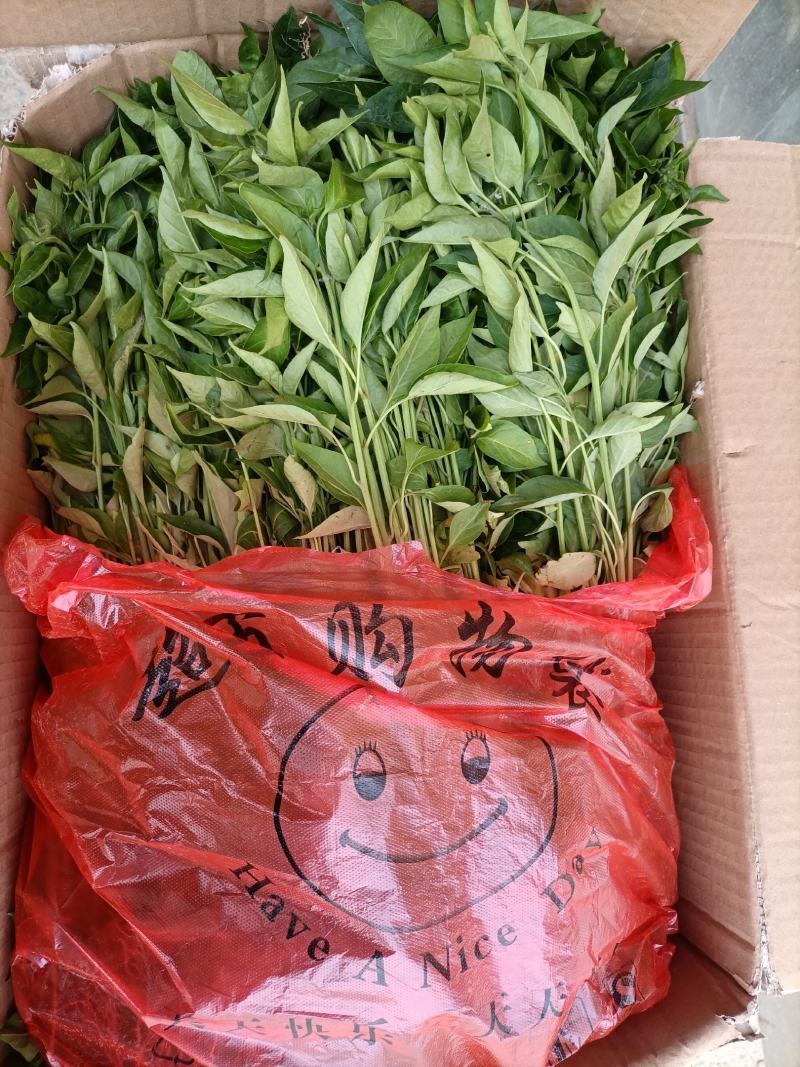 辣椒苗：晨宝种苗，品种齐全，基地直供，货发全国