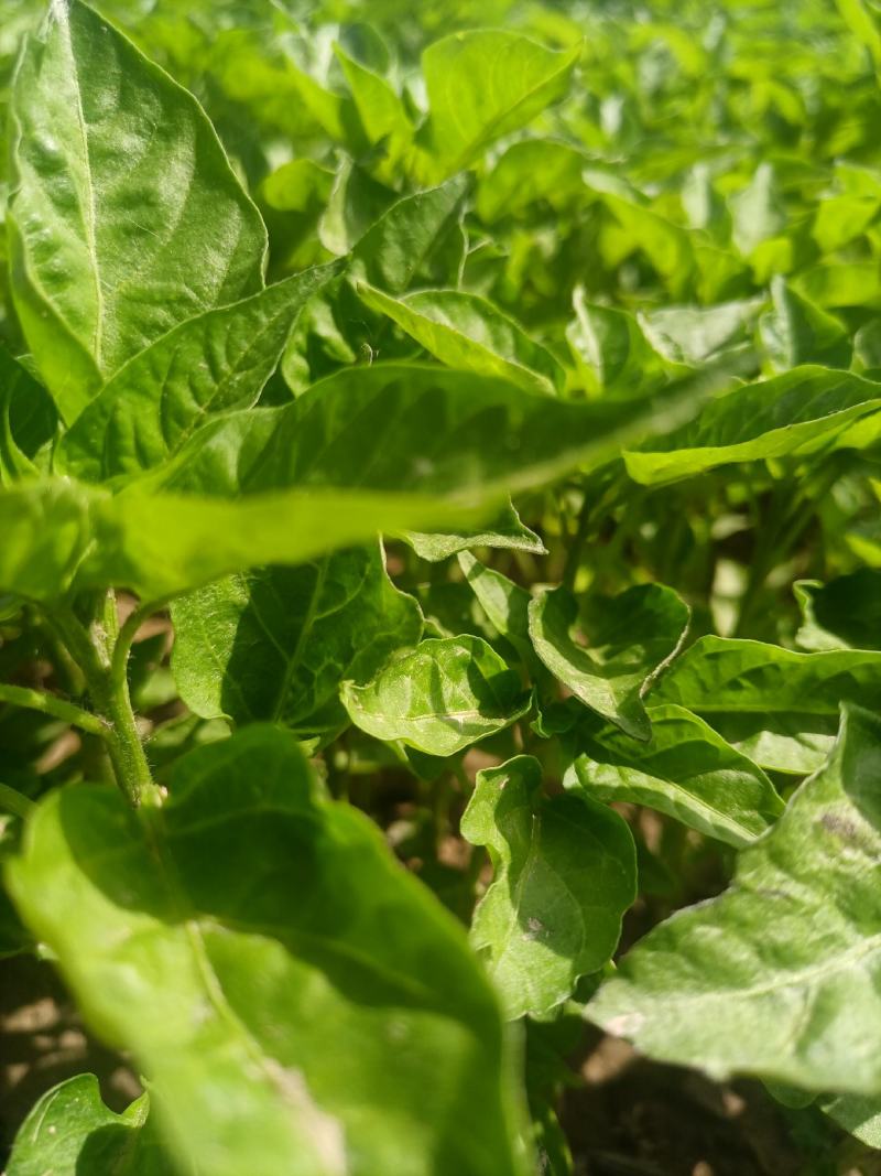 辣椒苗：晨宝种苗，品种齐全，基地直供，货发全国