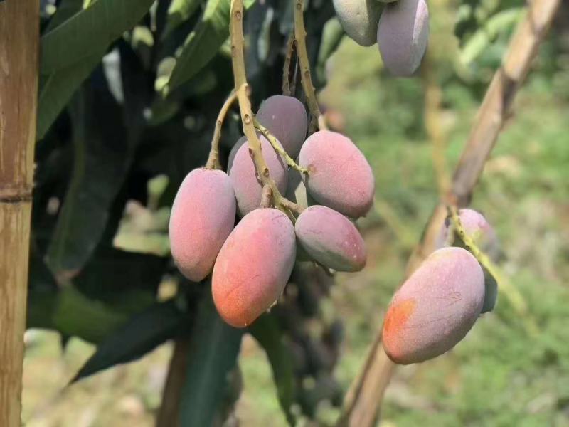 【基地直发】攀枝花红贵妃芒一件代发3斤到9斤整箱包邮