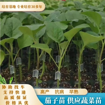 茄子紫茄苗大量有货育苗基地直销专业培育健壮耐运输