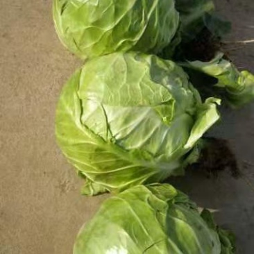 精品甘蓝，货源充足，常年供货