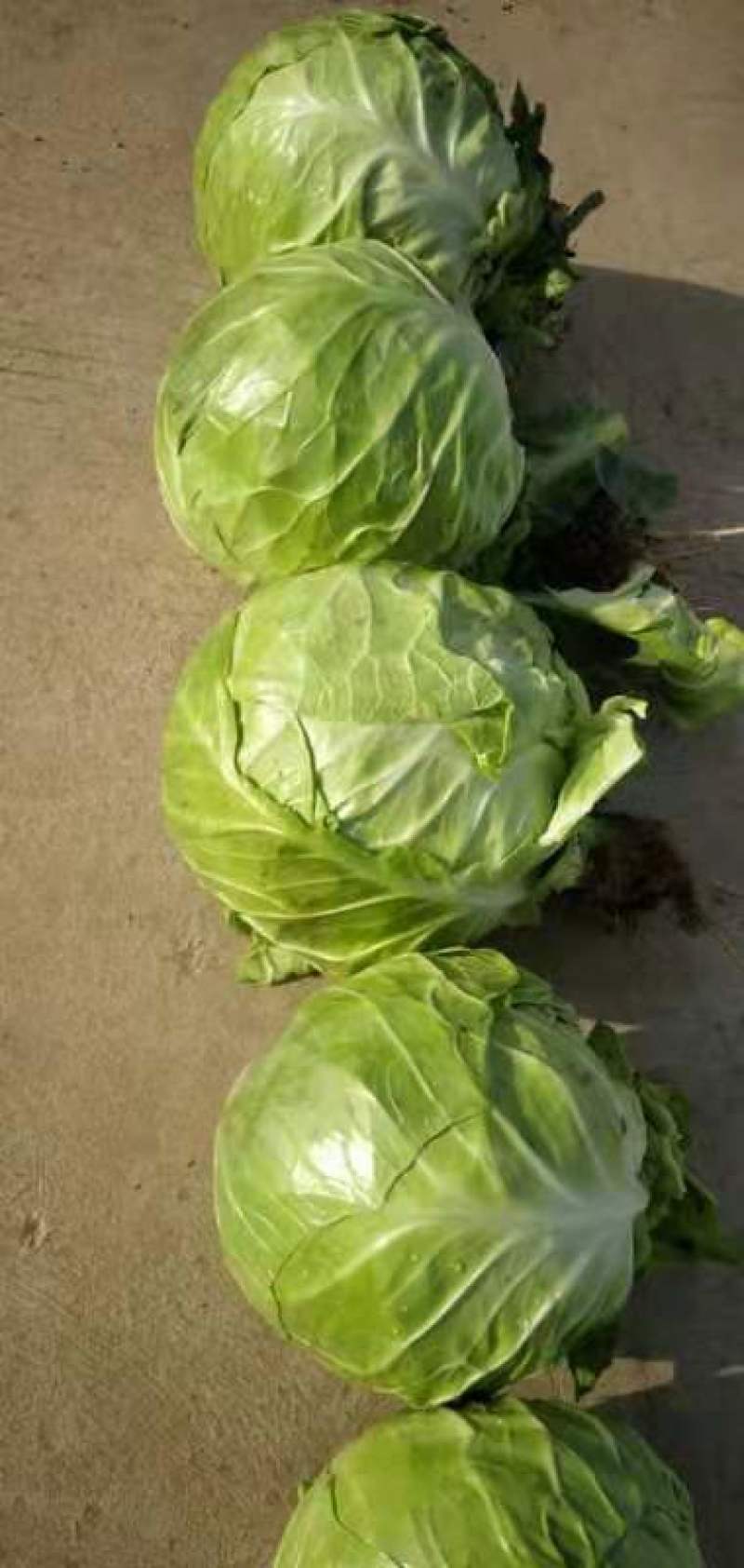 精品甘蓝，货源充足，常年供货