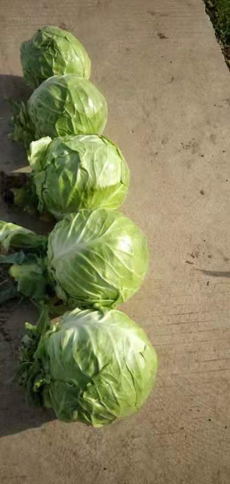 精品甘蓝，货源充足，常年供货