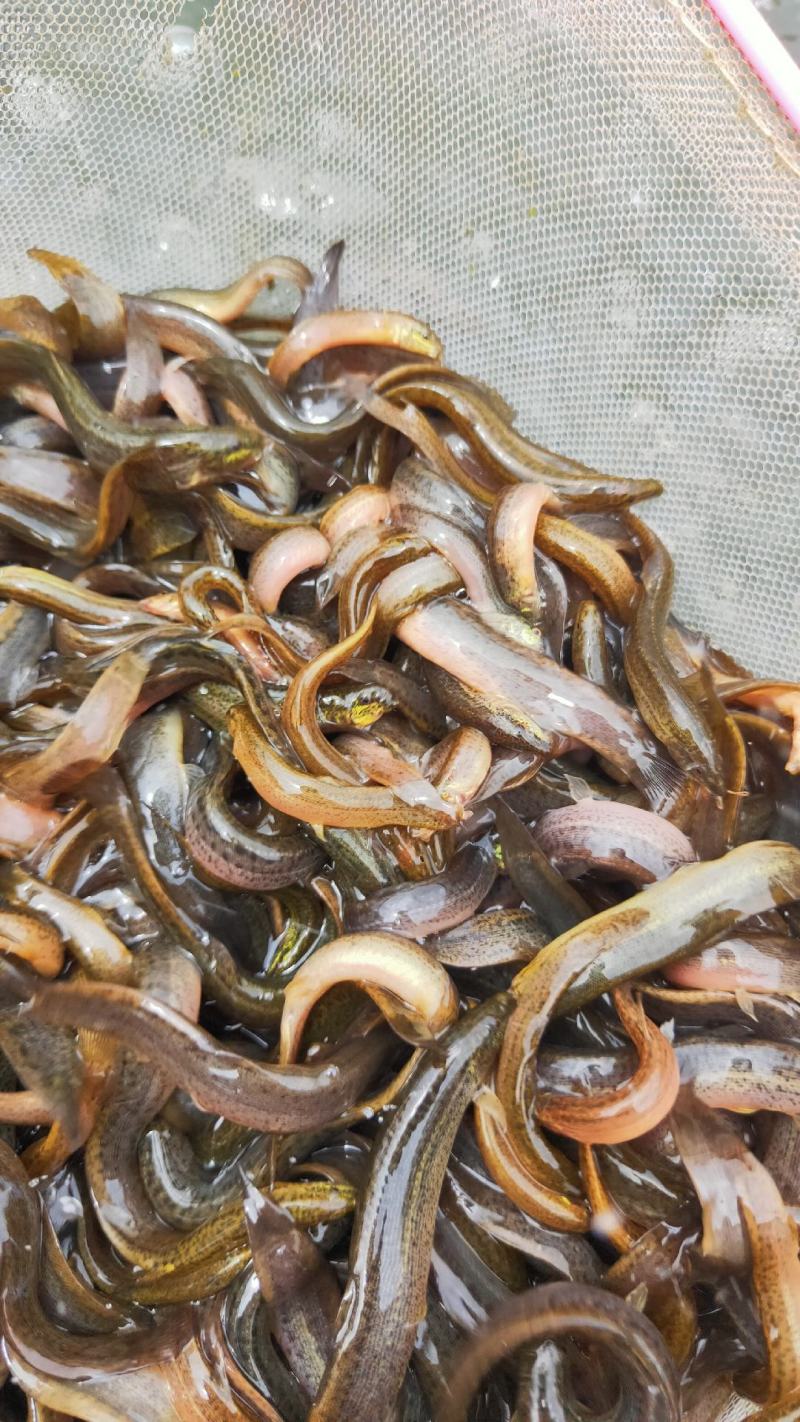 广西南宁泥鳅新苗公司产地直销批发零售大量现货供应