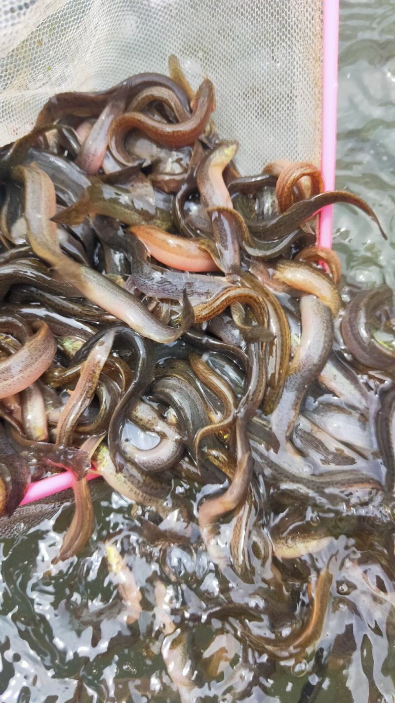 广西南宁泥鳅新苗公司产地直销批发零售大量现货供应