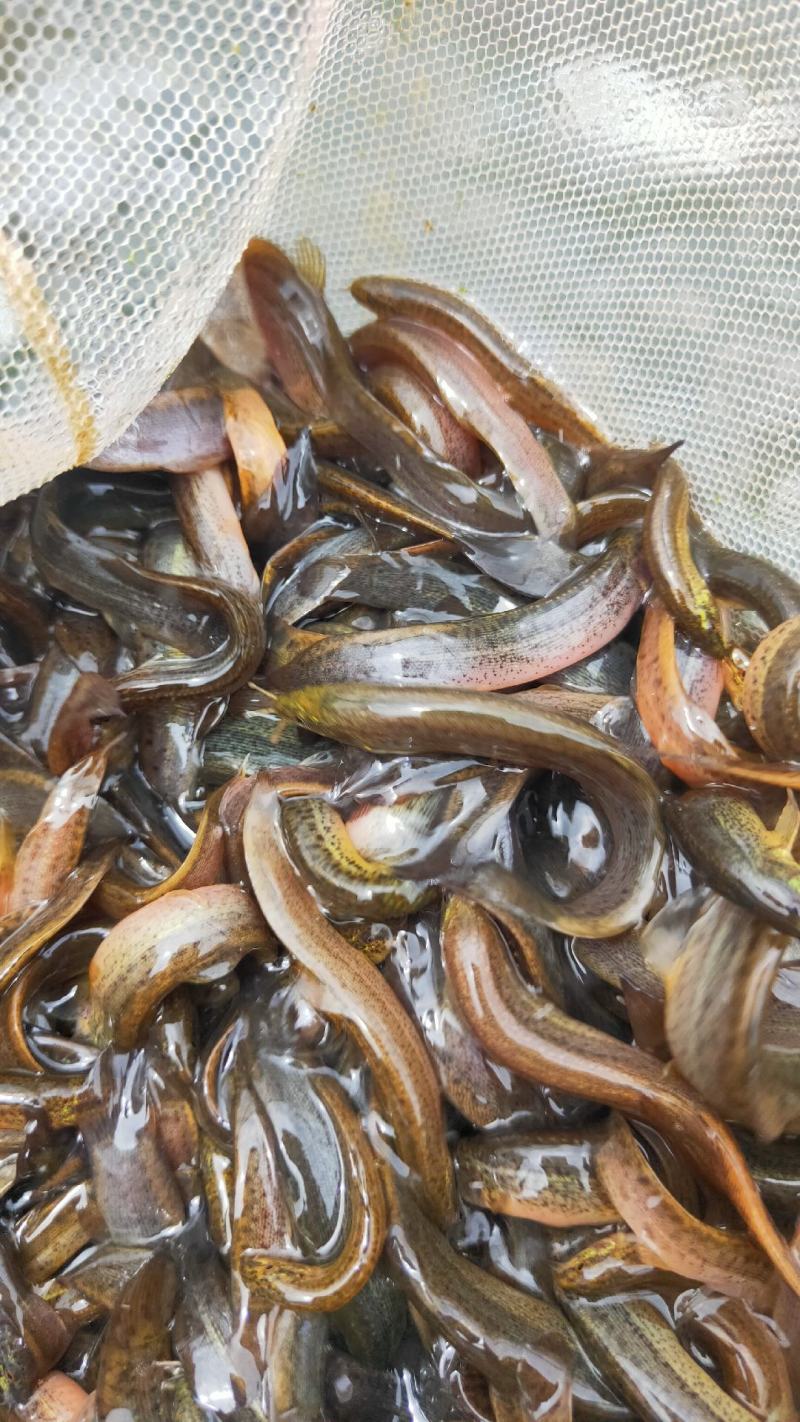 广西南宁泥鳅新苗公司产地直销批发零售大量现货供应