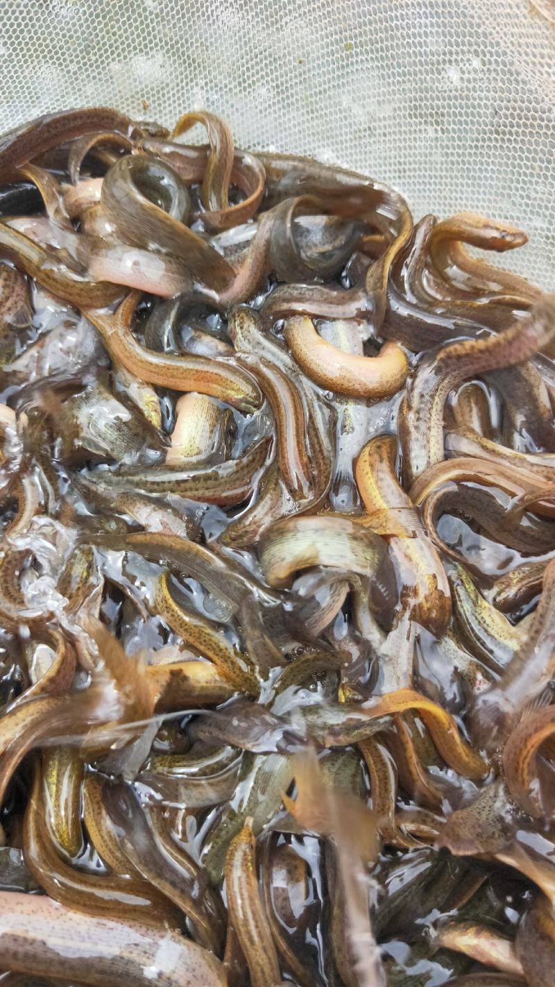 广西南宁泥鳅新苗公司产地直销批发零售大量现货供应