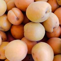 山东枣庄，金太阳杏正在大量上市，保质保量，香甜可口