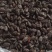 九香虫清水大九香虫臭屁虫放屁虫臭壳虫