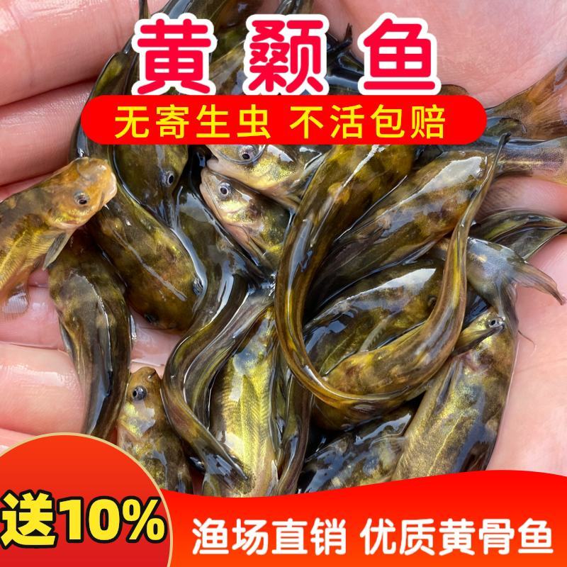 【黄骨鱼】优质黄颡鱼苗黄辣丁，鱼场直销，包回收免费提供技