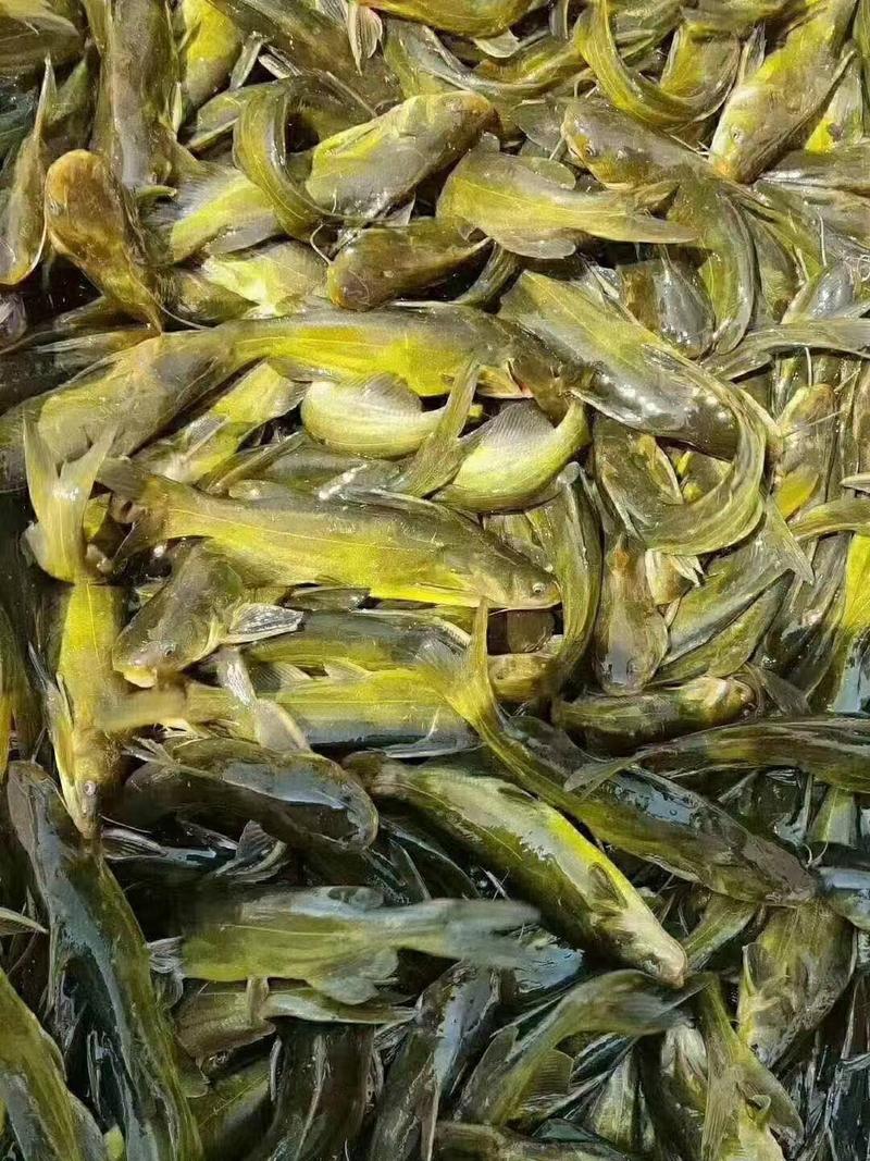 【黄骨鱼】优质黄颡鱼苗黄辣丁，鱼场直销，包回收免费提供技