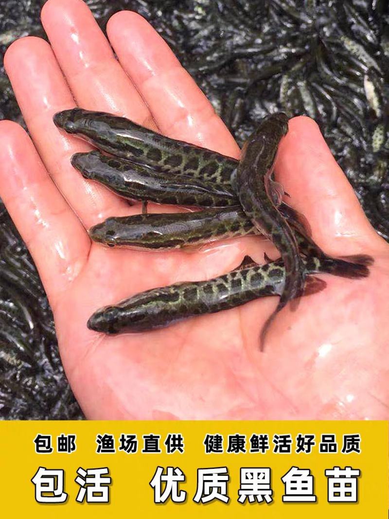 黑鱼苗，财鱼，乌鳢，基地孵化规格齐全。签合同包技术包回收