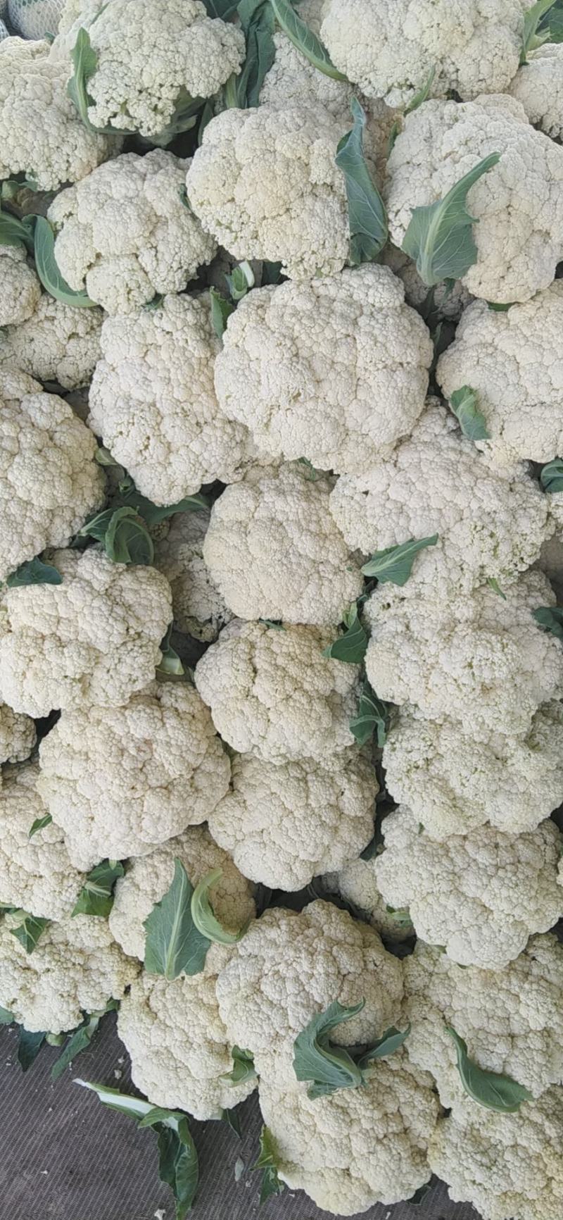 精品有机花菜（松花菜），大量上市中，花白精美，欢迎订购