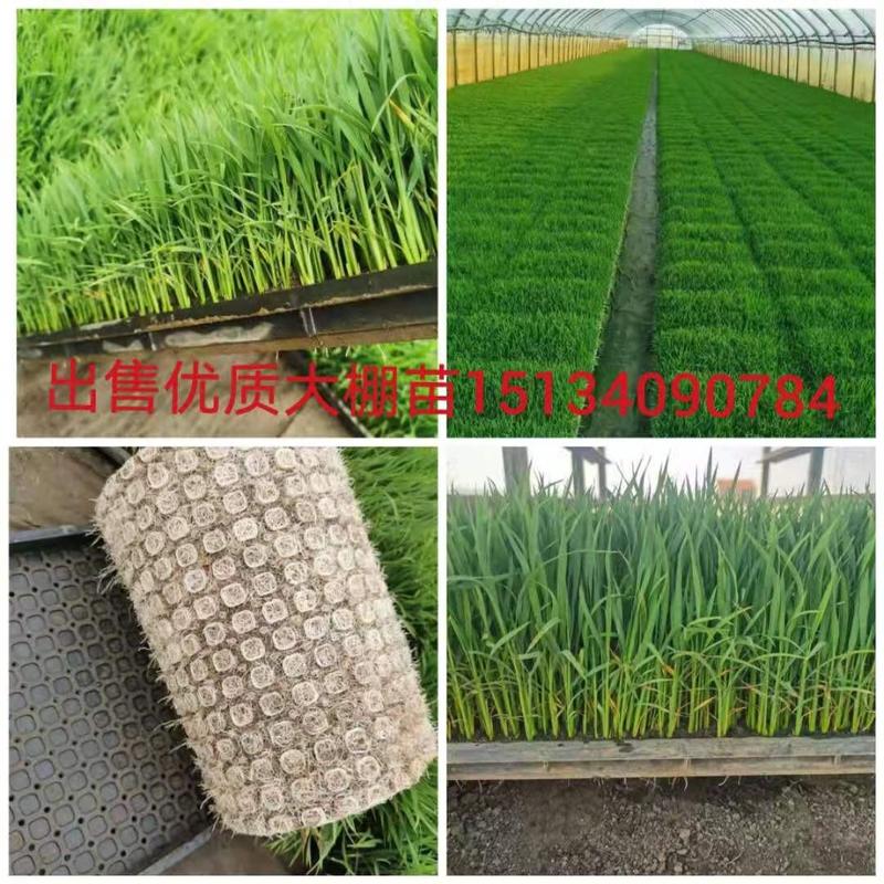 辽宁省灯塔市振春种植农场出售水稻苗，品种为沈稻8