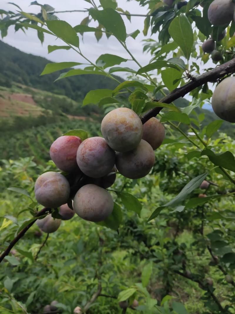 龙腾集团腾飞银妃三华李