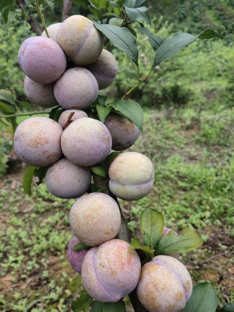 龙腾集团腾飞银妃三华李