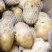 山东临沂兰陵精品荷兰十五黄心土豆无虫眼无青头,货源充足