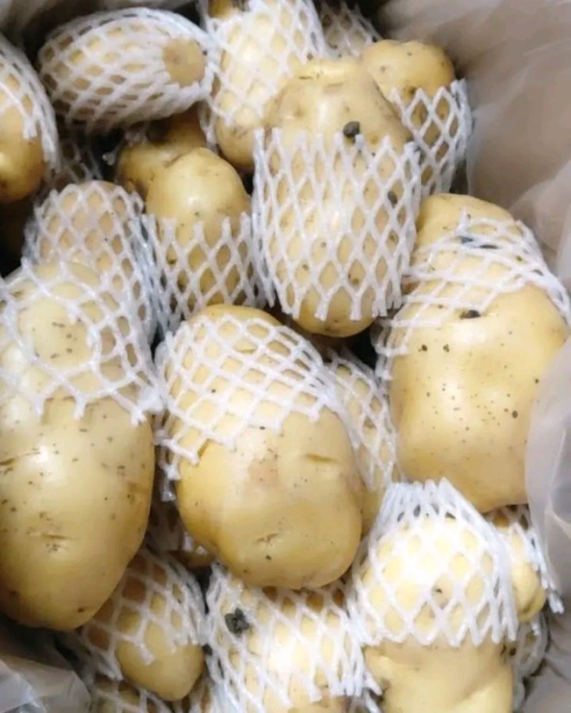 山东临沂兰陵精品荷兰十五黄心土豆无虫眼无青头，货源充足