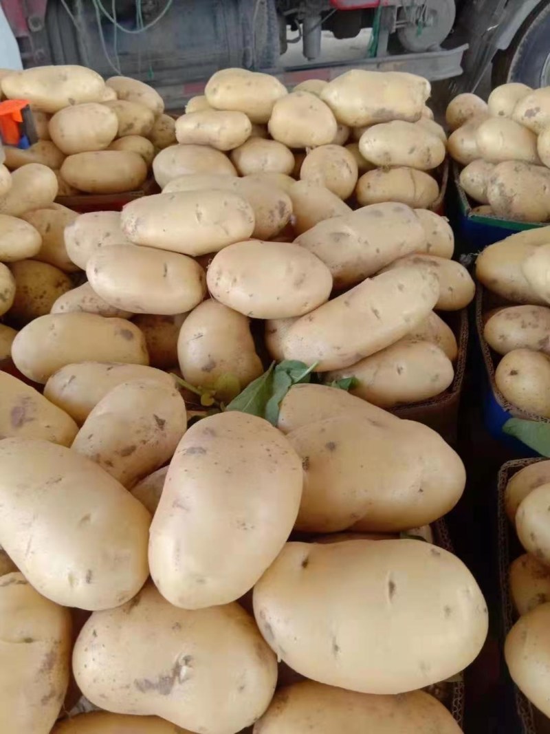 山东临沂兰陵精品荷兰十五黄心土豆无虫眼无青头，货源充足