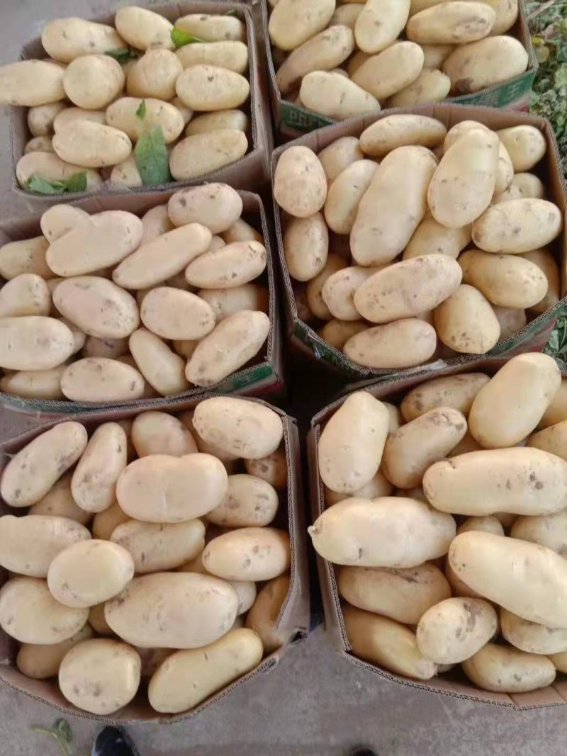 山东临沂兰陵精品荷兰十五黄心土豆无虫眼无青头，货源充足