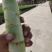 甘肃，白银，靖远县莴苣，红莴笋，青窝笋