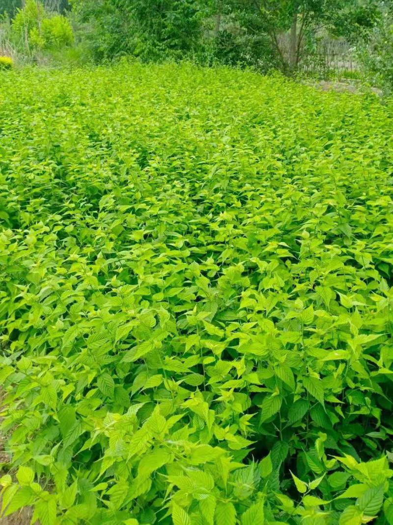 棣棠