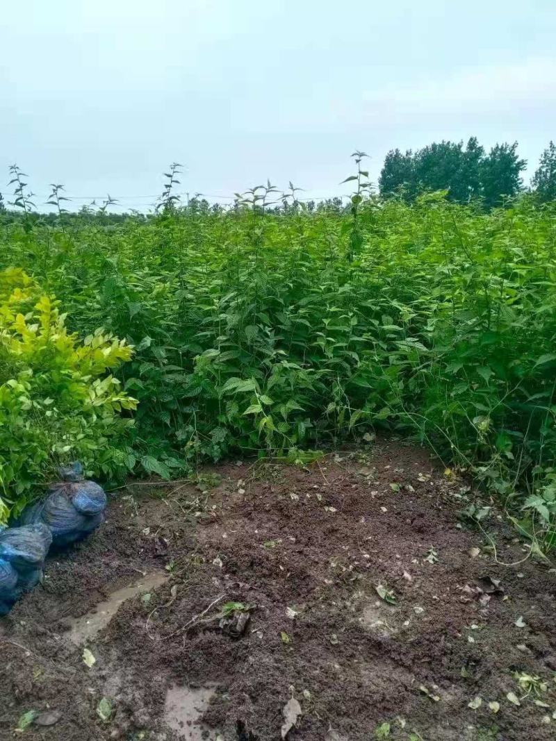 棣棠