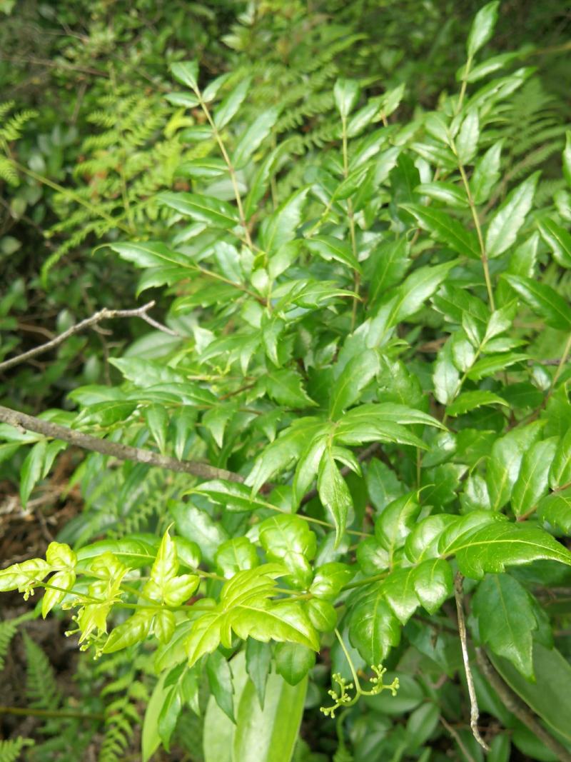 野生藤茶提取物原料二氢杨梅素原料茶饮料原料