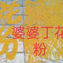 黑龙江蒲公英蜂花粉