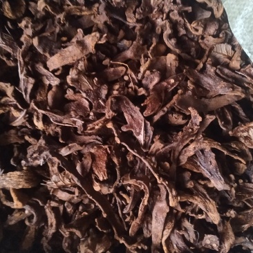 骨碎补鲜货